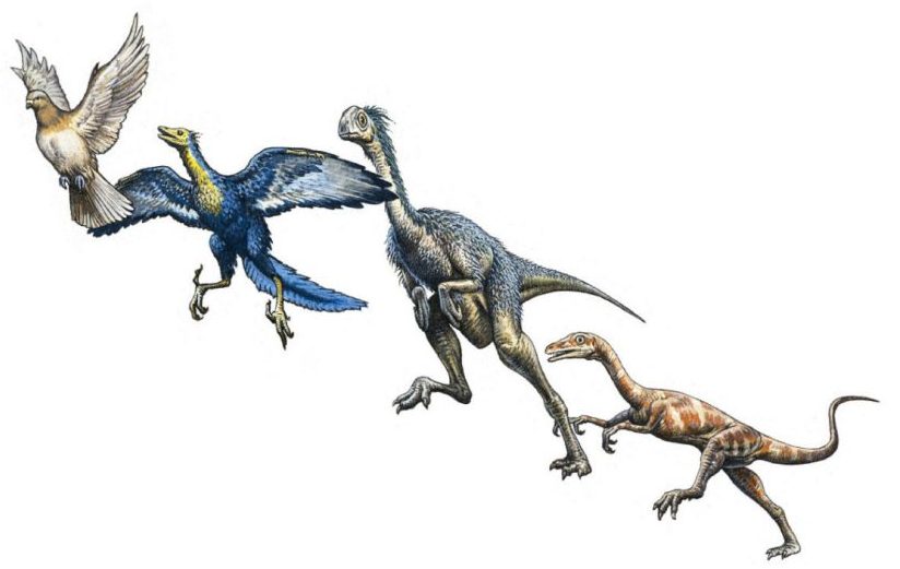 dinosaurs evolved into birds